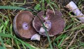 Trail Walking Spa - 20231003 - Tous en vadrouille - Champignons Berinzenne  - Photo 3