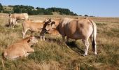 Trail Walking Nasbinals - nasbinal-st Chely aubrac - Photo 1