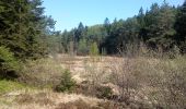 Percorso A piedi Flörsbachtal - Spessartspuren - Wiesbüttmoor und Flörsbacher Panorama - Photo 4