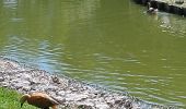 Randonnée Marche Forges-les-Eaux - Forges les Eaux.Vers la fontaine de la Chevrette  - Photo 2