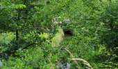 Randonnée A pied Compiègne - en forêt de Compiègne_34_autour du Buissonnet et du Berne - Photo 1