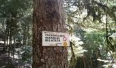 Trail Walking Wegscheid - Circuit des Rochers - Photo 4