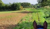 Trail Horseback riding Walcourt - Mertenne-bois de Pry - Photo 4