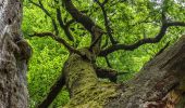 Tour Zu Fuß Gutsbezirk Reinhardswald - Rundweg Urwald Sababurg rot - Photo 7