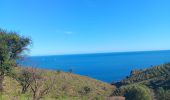 Trail Walking Port-Vendres - paullile - Cap bear via la mer retour via les vignes  - Photo 8