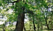 Tour Wandern Weismes - La Cascade du Bayehon   - Photo 10