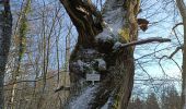 Tocht Stappen Mollkirch - Château de Guibaden - Photo 13