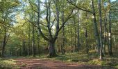 Excursión Senderismo Bort-l'Étang - trompette et chanterelles jaune forêt claire chêne  - Photo 1