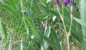 Trail Walking Clermont-Ferrand - PUY DE CHANTURGUE - Photo 1