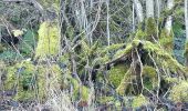 Randonnée Marche Lierneux - lierneux . promenade aérienne dans la vallee de la lienne - Photo 2