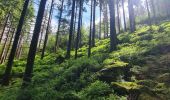 Trail Walking Bad Peterstal-Griesbach - Buhlbachsee & Lotharpfad - Photo 7