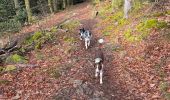 Trail Walking Le Tholy - Les 2 cascades du Tendon (grand tour) - Photo 18