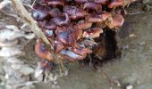 Tocht Stappen Colmar - champignons  - Photo 2