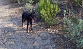 Trail Walking Pierrefeu-du-Var - La Portanière - Photo 2