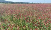 Tour Wandern Acquapendente - CR_Francigena_DK_47_Acquapendente_Bolsena_20230530 - Photo 2