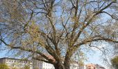 Randonnée Marche Strasbourg - La ceinture verte de Strasbourg - Photo 11