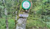 Trail Walking Wildenstein - Trek alsacien (boucle de Wildenstein) - Photo 10