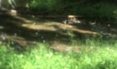 Trail Walking Sainte-Anne - Saragotte  - Photo 3