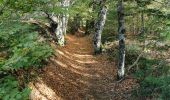 Excursión Senderismo Auxelles-Haut - boucle auxelles-haut, super planche et étang des belles filles  - Photo 14