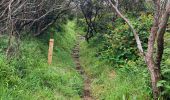 Randonnée Marche Horta (Angústias) - Horta, Faial: Monte Queimado et Monte da Guia (PRC 08 FAI) - Photo 11