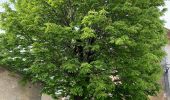 Trail On foot Druyes-les-Belles-Fontaines - Parcours du parking de la Porte de la Ville - Photo 6