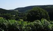 Percorso A piedi Stavelot - 6. Promenade du Houx - Photo 1