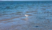 Tocht Te voet Laboe - Dünenlandschaft - Photo 3