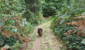 Randonnée Marche Paliseul - petit tour avec Sirius par les anciennes poubelles  - Photo 6