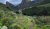 Tour Wandern Santa Cruz de Tenerife - 20230125 Tachero-Taganana-Casa Forestal  - Photo 12