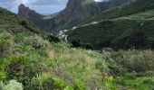 Trail Walking Santa Cruz de Tenerife - 20230125 Tachero-Taganana-Casa Forestal  - Photo 12