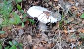 Trail On foot Cuges-les-Pins - vallon des martirs Riboux - Photo 5