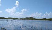 Trail Walking Sainte-Anne - Pointe Coton - Photo 1