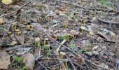 Randonnée Marche Chassignolles - sortie champignon auzon. 01 11 - Photo 2