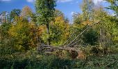 Tour Zu Fuß Unbekannt - Rundweg A2 (Schellenberger Wald) - Photo 5