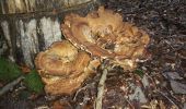 Tocht Te voet Berg en Dal - N-70 Natuurwandelroute - Photo 2