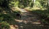 Randonnée Trail Arfons - rando cheval - Photo 2
