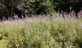 Tour Wandern Les Déserts - Mont Revard - Féclaz en boucle - Photo 6