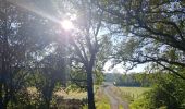 Randonnée Marche Durbuy - Petit-han à travers bois - Photo 8