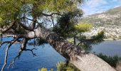 Tocht Stappen Roquebrune-Cap-Martin - cotier - Photo 13