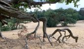 Excursión Senderismo Maaseik - Gruitroderbos -  dunes - Photo 19