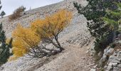 Trail Walking Beaumont-du-Ventoux - Mts Serein, Ventoux, tête de la Grave - Photo 8