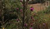 Trail Walking Monticello - boucle d'arbo - Photo 8