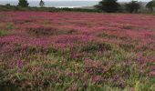 Trail Walking Crozon - Kerdreux  - Photo 1