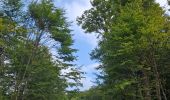 Percorso Marcia Martelange - Martelange, Radelange, Forêt d’Anlier - Photo 6