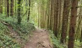 Trail Walking Saint-Claude - la cascade de la queue de  cheval  - Photo 4