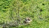 Tour Wandern Xonrupt-Longemer - retournemer hohnech schiesrothried blanchemer et lande  - Photo 11
