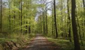 Tocht Te voet Niedenstein - Niedenstein, N5 - Rundweg zur Ruine Falkenstein - Photo 2