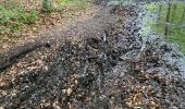 Excursión Senderismo Beauvechain - #240524b - Forêt de Meerdael, drève et étang de Warande - Photo 2