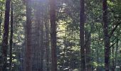 Tocht Stappen La Bresse - VOSGES 2023 - Jour 1 - Le Lac aux Corbeaux - Photo 11