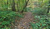 Trail Walking Vendôme - Forêt de Vendôme - Bois de l'Oratoire - Photo 6